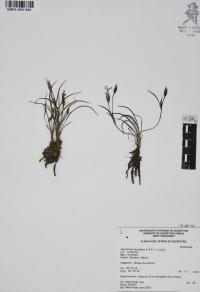 Sisyrinchium tenuifolium image